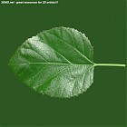 Filename=leaf_00212.jpg
Filesize=71KiB
Dimensions=640x640
Date added=Sep 14, 2006 leaf_00212.jpg
