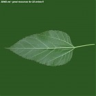 Filename=leaf_00276.jpg
Filesize=43KiB
Dimensions=640x640
Date added=Sep 14, 2006 leaf_00276.jpg