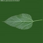 leaf_00276.jpg