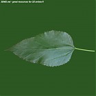 Filename=leaf_00277.jpg
Filesize=46KiB
Dimensions=640x640
Date added=Sep 14, 2006 leaf_00277.jpg