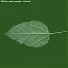 Filename=leaf_00278.jpg
Filesize=44KiB
Dimensions=640x640
Date added=Sep 14, 2006 leaf_00278.jpg