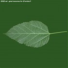 leaf_00278.jpg