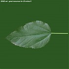 Filename=leaf_00279.jpg
Filesize=49KiB
Dimensions=640x640
Date added=Sep 14, 2006 leaf_00279.jpg