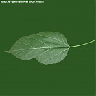 Filename=leaf_00280.jpg
Filesize=42KiB
Dimensions=640x640
Date added=Sep 14, 2006 leaf_00280.jpg