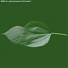 Filename=leaf_00281.jpg
Filesize=50KiB
Dimensions=640x640
Date added=Sep 14, 2006 leaf_00281.jpg
