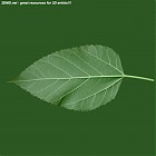 Filename=leaf_00284.jpg
Filesize=48KiB
Dimensions=640x640
Date added=Sep 14, 2006 leaf_00284.jpg