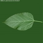 leaf_00284.jpg