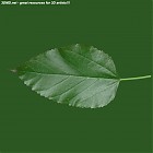 Filename=leaf_00285.jpg
Filesize=51KiB
Dimensions=640x640
Date added=Sep 14, 2006 leaf_00285.jpg