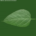 Filename=leaf_00466.jpg
Filesize=66KiB
Dimensions=640x640
Date added=Sep 14, 2006 leaf_00466.jpg