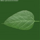 leaf_00466.jpg