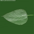 Filename=leaf_00467.jpg
Filesize=76KiB
Dimensions=640x640
Date added=Sep 14, 2006 leaf_00467.jpg
