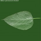 leaf_00467.jpg