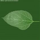 leaf_00482.jpg