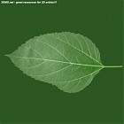 Filename=leaf_00482.jpg
Filesize=59KiB
Dimensions=640x640
Date added=Sep 14, 2006 leaf_00482.jpg