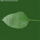 Filename=leaf_00483.jpg
Filesize=59KiB
Dimensions=640x640
Date added=Sep 14, 2006 leaf_00483.jpg