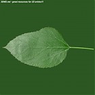 leaf_00483.jpg