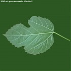 Filename=leaf_00492.jpg
Filesize=62KiB
Dimensions=640x640
Date added=Sep 14, 2006 leaf_00492.jpg