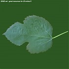 Filename=leaf_00493.jpg
Filesize=60KiB
Dimensions=640x640
Date added=Sep 14, 2006 leaf_00493.jpg