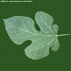 leaf_00501.jpg