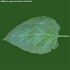 leaf_00502.jpg