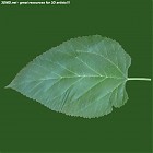 Filename=leaf_00502.jpg
Filesize=66KiB
Dimensions=640x640
Date added=Sep 14, 2006 leaf_00502.jpg
