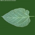 leaf_00503.jpg