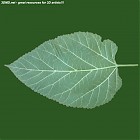 Filename=leaf_00503.jpg
Filesize=67KiB
Dimensions=640x640
Date added=Sep 14, 2006 leaf_00503.jpg