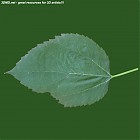 leaf_00518.jpg