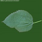 Filename=leaf_00518.jpg
Filesize=52KiB
Dimensions=640x640
Date added=Sep 14, 2006 leaf_00518.jpg