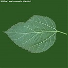 Filename=leaf_00519.jpg
Filesize=65KiB
Dimensions=640x640
Date added=Sep 14, 2006 leaf_00519.jpg