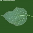 leaf_00519.jpg