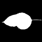 Filename=leaf_mask_00011.jpg
Filesize=21KiB
Dimensions=640x640
Date added=Sep 14, 2006 leaf_mask_00011.jpg