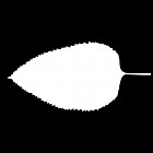 Filename=leaf_mask_00019.jpg
Filesize=22KiB
Dimensions=640x640
Date added=Sep 14, 2006 leaf_mask_00019.jpg