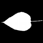 Filename=leaf_mask_00073.jpg
Filesize=22KiB
Dimensions=640x640
Date added=Sep 14, 2006 leaf_mask_00073.jpg
