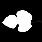 Filename=leaf_mask_00075.jpg
Filesize=25KiB
Dimensions=640x640
Date added=Sep 14, 2006 leaf_mask_00075.jpg