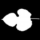 Filename=leaf_mask_00076.jpg
Filesize=25KiB
Dimensions=640x640
Date added=Sep 14, 2006 leaf_mask_00076.jpg