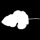 Filename=leaf_mask_00077.jpg
Filesize=23KiB
Dimensions=640x640
Date added=Sep 14, 2006 leaf_mask_00077.jpg