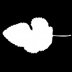 Filename=leaf_mask_00078.jpg
Filesize=23KiB
Dimensions=640x640
Date added=Sep 14, 2006 leaf_mask_00078.jpg