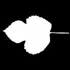 Filename=leaf_mask_00087.jpg
Filesize=23KiB
Dimensions=640x640
Date added=Sep 14, 2006 leaf_mask_00087.jpg