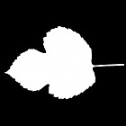Filename=leaf_mask_00088.jpg
Filesize=23KiB
Dimensions=640x640
Date added=Sep 14, 2006 leaf_mask_00088.jpg