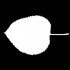 Filename=leaf_mask_00211.jpg
Filesize=23KiB
Dimensions=640x640
Date added=Sep 14, 2006 leaf_mask_00211.jpg