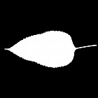 Filename=leaf_mask_00276.jpg
Filesize=21KiB
Dimensions=640x640
Date added=Sep 14, 2006 leaf_mask_00276.jpg