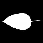 Filename=leaf_mask_00278.jpg
Filesize=21KiB
Dimensions=640x640
Date added=Sep 14, 2006 leaf_mask_00278.jpg