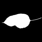 Filename=leaf_mask_00280.jpg
Filesize=21KiB
Dimensions=640x640
Date added=Sep 14, 2006 leaf_mask_00280.jpg