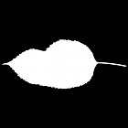 Filename=leaf_mask_00281.jpg
Filesize=21KiB
Dimensions=640x640
Date added=Sep 14, 2006 leaf_mask_00281.jpg