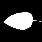 Filename=leaf_mask_00284.jpg
Filesize=22KiB
Dimensions=640x640
Date added=Sep 14, 2006 leaf_mask_00284.jpg