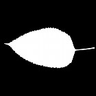 Filename=leaf_mask_00285.jpg
Filesize=21KiB
Dimensions=640x640
Date added=Sep 14, 2006 leaf_mask_00285.jpg