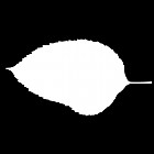 Filename=leaf_mask_00482.jpg
Filesize=22KiB
Dimensions=640x640
Date added=Sep 14, 2006 leaf_mask_00482.jpg