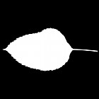 Filename=leaf_mask_00483.jpg
Filesize=22KiB
Dimensions=640x640
Date added=Sep 14, 2006 leaf_mask_00483.jpg