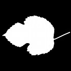 Filename=leaf_mask_00493.jpg
Filesize=24KiB
Dimensions=640x640
Date added=Sep 14, 2006 leaf_mask_00493.jpg